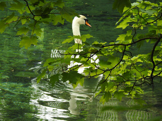 Wall Mural - A white swan on a river with a green shade of water covered by a tree branch