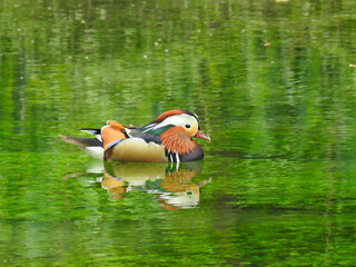 Wall Mural - Colorful mandarin duck on green water