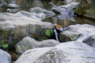 Wall Mural - waterfall on sao miguel island