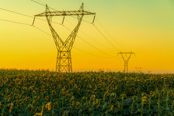 High voltage power lines in sunflower field.