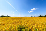 Fototapeta Tęcza - Yellow farm field at fall under blue sky with white clouds in Ontario, Canada