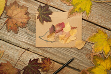 Make A Hedgehog Using Leaves. DIY Hedgehog Fall Craft For Kids.