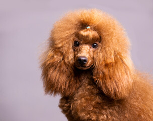 Fototapete - red-haired little toy poodle on a white background