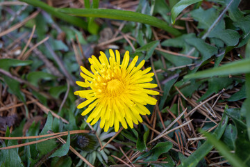 yellow dandelion growing in the grass