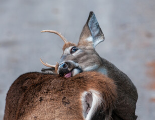 Wall Mural - buck white tailed deer in funny pose licking his back