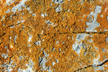 Lichens. Yellow lichen on rock. Natural background texture of stone wall covered moss.