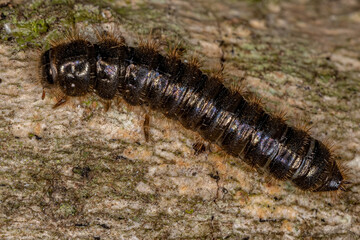 Poster - Long-jointed Beetle Larva