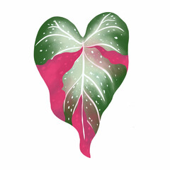 Wall Mural - Pink caladium leaf plant, Digital illustration isolated on white background