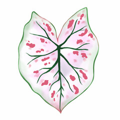 Wall Mural - Caladium leaf plant, Digital illustration isolated on white background