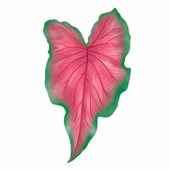 Wall Mural - Caladium leaf plant, Digital illustration isolated on white background