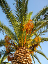 Date Palm Phoenix With Orange Fruits On A Sunny Day In Greece