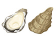 牡蠣　oyster  vector illustration
