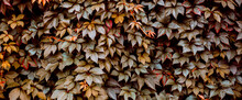 Decorative Background Of Wild Brown Grapes Leaves. Nature Texture. Banner. Five-leaved Ivy Natural Wallpaper. Copy Space. Garden Hedge. Thickets Creeper. Front And Back Yard Decor. Autumn Landscape