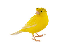 Crested Canary Isolated On White Background