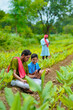 © Niks Ads - Indian farmer using smartphone with his child at green turmeric agriculture field.
