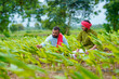 © Niks Ads - Indian farmers using smartphone at green turmeric agriculture field.