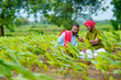 © Niks Ads - Indian farmers using smartphone at green turmeric agriculture field.