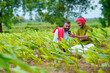 © Niks Ads - Indian farmers using smartphone at green turmeric agriculture field.