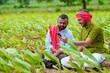 © Niks Ads - Indian farmer using smartphone at green turmeric agriculture field.