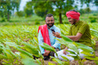 © Niks Ads - Indian farmer using smartphone at green turmeric agriculture field.