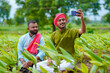 © Niks Ads - Indian farmer using smartphone at green turmeric agriculture field.