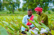 © Niks Ads - Indian farmer using smartphone at green turmeric agriculture field.