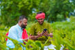 © Niks Ads - Indian farmer using smartphone at green turmeric agriculture field.