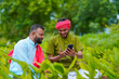 © Niks Ads - Indian farmer using smartphone at green turmeric agriculture field.