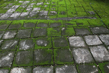 Terrace Slabs Covered With Green Moss, Natural Green Moss Carpet, Floor Covered With Moss, Green Moss Background