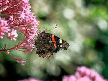 Admiral Butterfly On An Eupatorium Flower