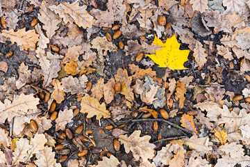 Wall Mural - yellow maple leaf between dried brown oak leaves