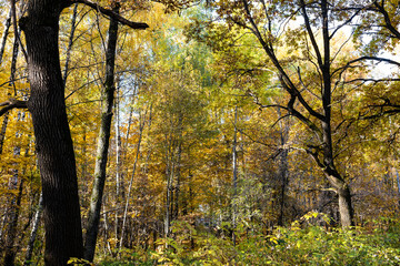 Wall Mural - lush colorful foliage in city park on autumn day