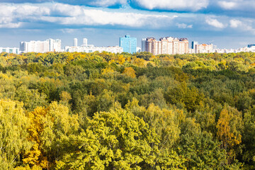 Wall Mural - yellowing forest and modern city on horizon