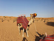 Kamele in der Wüste - Ras al Khaimah 