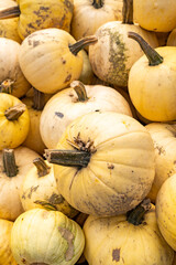 Canvas Print - Vertical shot of a heap of pumpkins on the market under the sunlight