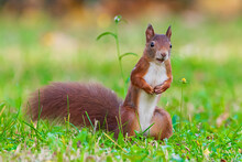 Squirrel In The Grasswith Surprise Looks