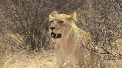 Wall Mural - an alert lioness (panthera leo) observing her surroundings, kalahari desert, south africa