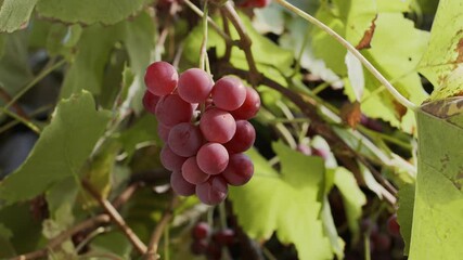 Wall Mural - Bunch of pink grapes on a grape bush in the warm autumn sun, a man's hand picks a one berry grapes from a bush. Dolly movement