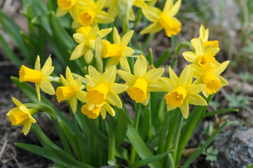 a cute narcissus bush with a bokeh and free copy space for the text - spring background