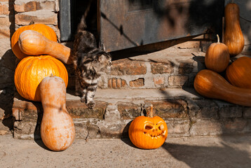 Halloween pumpkin-decorated doorstep. Beautiful fluffy cat on the doorstep. 