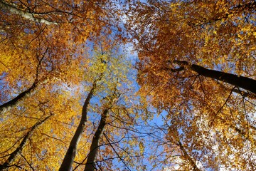 Poster - Amazing colorful foliage in forest in sunny autumn day