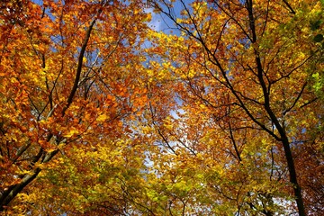 Poster - Amazing colorful foliage in forest in sunny autumn day