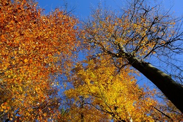 Poster - Amazing colorful foliage in forest in sunny autumn day