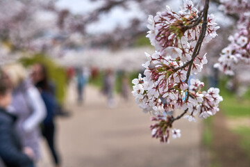 Wall Mural - Sakura tree branch full of white petals. 