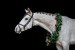 Gray horse with christmas wreath isolated on black