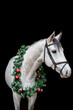 Gray horse with christmas wreath isolated on black