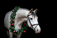 Gray Horse With Christmas Wreath Isolated On Black