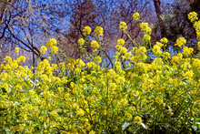 Wild Mustard Yellow Flowers.