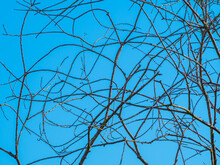 Autumn Sketch, Interlacing Bare Twigs On Blue Sky Background