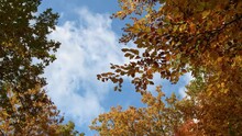 Bottom View Of The Fall Colors Of The Leaves In The Breeze In Forest With The Clouds Moving Across The Blue Sky.
